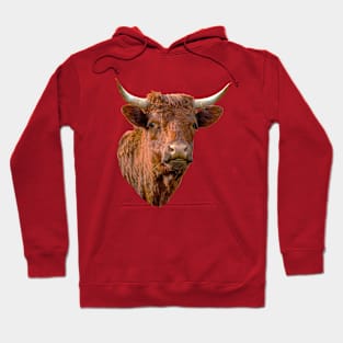 English Red Devon cow Hoodie